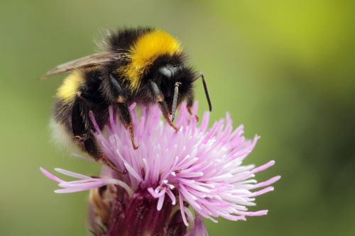 Bumblebee on thistle blossom