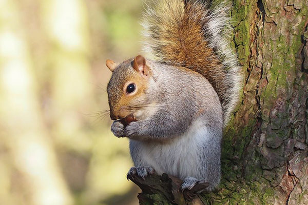 grey squirrel eating a nut
