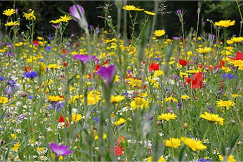 English wildflowers